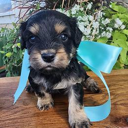 Boy 3 - Tri-color male Cavapoo puppy in Junction, Utah from City Creek Cavapoos