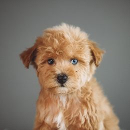 Paris - Apricot female Schnoodle puppy in Caldwell, Idaho from Boise Doodle Co.