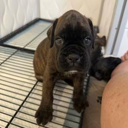 Junior - Brindle male Boxer puppy in Sultan, Washington from Aphrodite Boxers Von Kesler Haus