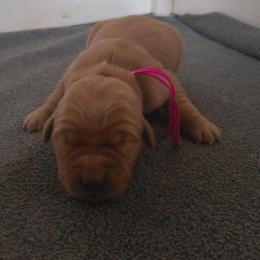 Berry- Hot pink collar (5th pick female) - Dark golden female Golden Retriever puppy in Tenino, Washington from Oak River Goldens'