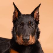 Beauceron Puppies from Fleur de Renard Beaucerons