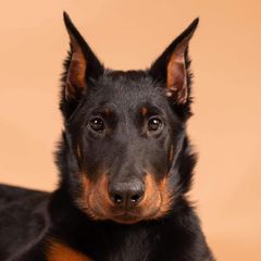 Beauceron Puppies from Fleur de Renard Beaucerons
