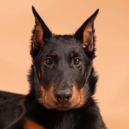 Beauceron Puppies from Fleur de Renard Beaucerons