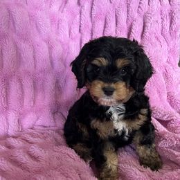 Cockapoo and Cocker Spaniel Puppies from Penny’s Perfect Pups