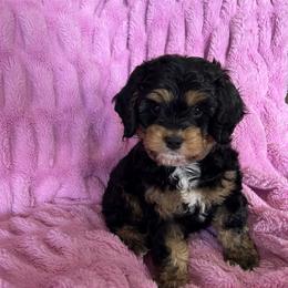 Cockapoo and Cocker Spaniel Puppies from Penny’s Perfect Pups