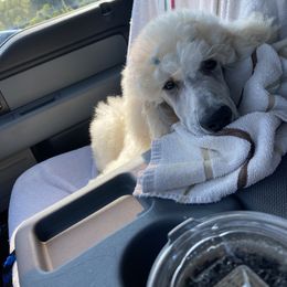 Poodle Puppies from Rosebud Standard Poodles