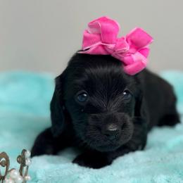 Landry - Black female Dachshund puppy in Brenham, Texas from 1 Moore Dachshund