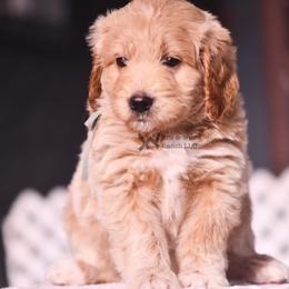 Light Blue - Yellow and white female Bernedoodle puppy in Macomb, Oklahoma from Fife and Wife Ranch LLC