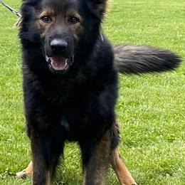 German Shepherds from Black Diamond K9 Tactical
