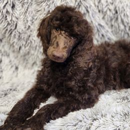 Buddy - Poodle puppy from Taya's Pups