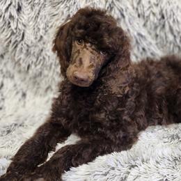 Buddy - Poodle puppy from Taya's Pups