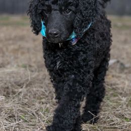 Poodle Puppies from Twisted Oak Poodles