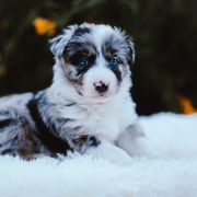 German Shepherd and Sporty Mix Puppies from Savage K9 Kennels