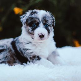 German Shepherd and Sporty Mix Puppies from Savage K9 Kennels