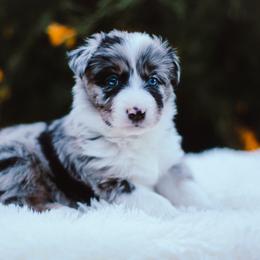 German Shepherd and Sporty Mix Puppies from Savage K9 Kennels
