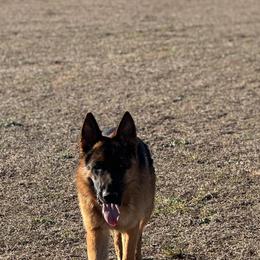 German Shepherds from Von Scheihing German Shepherds