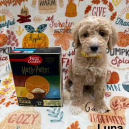Luna - Cream female Goldendoodle puppy in Conroe, Texas from Tails of Cypress