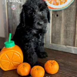 Apollo - Black male Labradoodle puppy in Paw Paw, Michigan from ProAct Canines