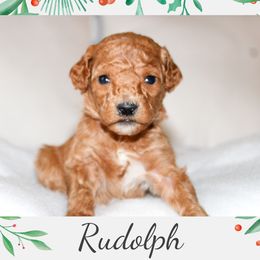 Rudolph - Red  male Goldendoodle puppy in Wilson, North Carolina from Cedar Creek Doodles