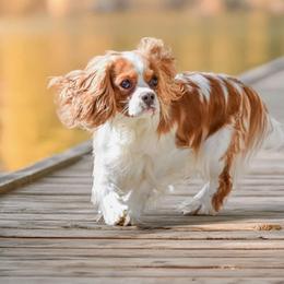 Crosby - Cavalier King Charles Spaniel