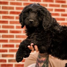 Noctis - Phantom male Goldendoodle puppy in Portsmouth, Virginia from Hopping Howlers Ranch