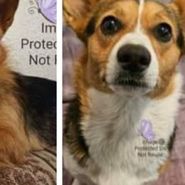 Companion Crosses and Pembroke Welsh Corgis from Cutest Corgi's of Austin
