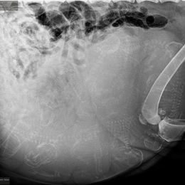 Newfoundland Puppies from Knallhart Kennels