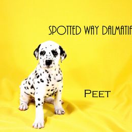 Boy 6 - White and black Dalmatian puppy in Austin, Texas from Spotted Way Dalmatians