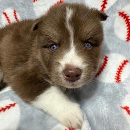 AKC Walnut - Red and white male Siberian Husky puppy in Centreville, Maryland from Huskies By the Bay
