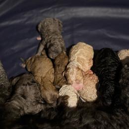 Waitlist 1 (F) - Yellow and white female Bernedoodle puppy in Gales Ferry, Connecticut from Schweers Goldens and Doodles