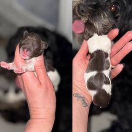 4 - Chocolate female Australian Labradoodle puppy in Calhoun, Louisiana from Arrowhead Australian Labradoodles