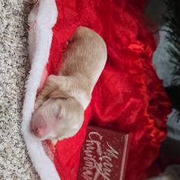 Cream boy - Cream male Dachshund puppy in West Plains, Missouri from Spring Creek Dachshunds