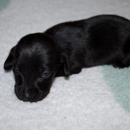 Donkey (solid black longhair) - Black male Dachshund puppy in Kilgore, Texas from The Barefield Doxies