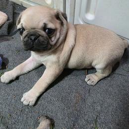 Roxie - Fawn female Pug puppy in Rutherfordton, North Carolina from Sweetie Pie Pugs