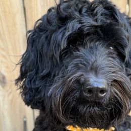 Pippi - Australian Labradoodle