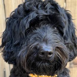 Pippi - Australian Labradoodle