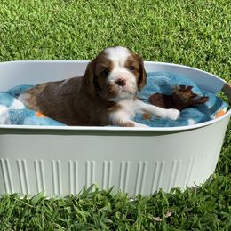 Cavalier King Charles Spaniel Puppies from Brentmoor Cavaliers