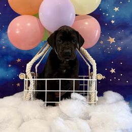 Daphne - Black female Great Dane puppy in Westland, Michigan from Lazuli Great Danes