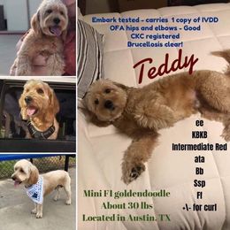 Teddy - Goldendoodle