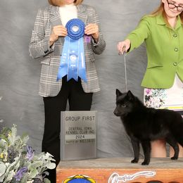 Schipperkes and Siberian Huskies from Kaleidoscope Kennels