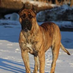 Myah - Perro de Presa Canario