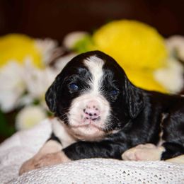 Bernedoodle and Double Doodle Puppies from Cloud Nine Doodles