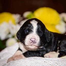 Bernedoodle and Double Doodle Puppies from Cloud Nine Doodles