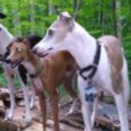 Italian Greyhounds from Sue Ostrander's Italian Greyhounds