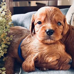 Aussiedoodles, Cavalier King Charles Spaniels, Cavapoos, and Goldendoodles from Harvest Creek