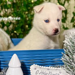 Siberian Husky Puppies from Nova’s Puppy Haven