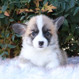 Flashy girl - Red female Pembroke Welsh Corgi puppy in Caliente, California from Rafter Cross 7