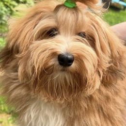 Havanese from MC'S HAVANESE