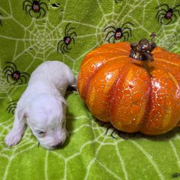 Tortellini - White female Miniature Schnauzer puppy in Allison, Iowa from Firefly Stables