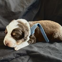 Sam - Red tri-color male Australian Shepherd puppy in Atkinson, Illinois from Diamond Ridge Aussies